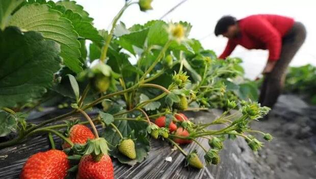 太陽能可以有效地消毒草莓溫室(圖1) 太陽能發電可以有效地消毒草莓溫室