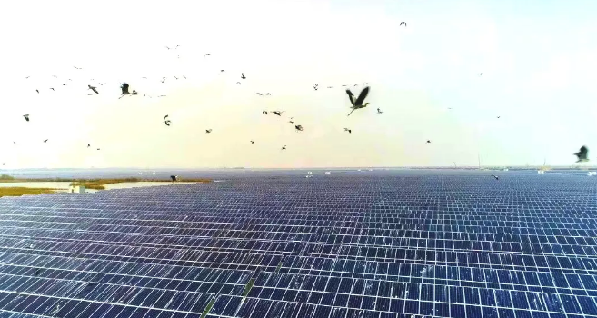 為什么鳥糞遇到光伏聞之色變?(圖1) 光伏太陽能